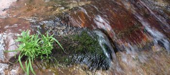 Spring flowing over rocks, with moss and plants | Sinjin Eberle