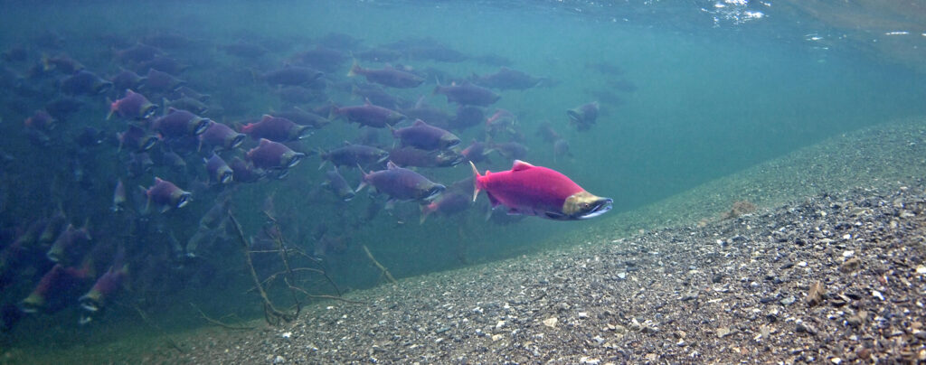 Sockeye Salmon in Lake Illiamna, Alaska | Pat Clayton