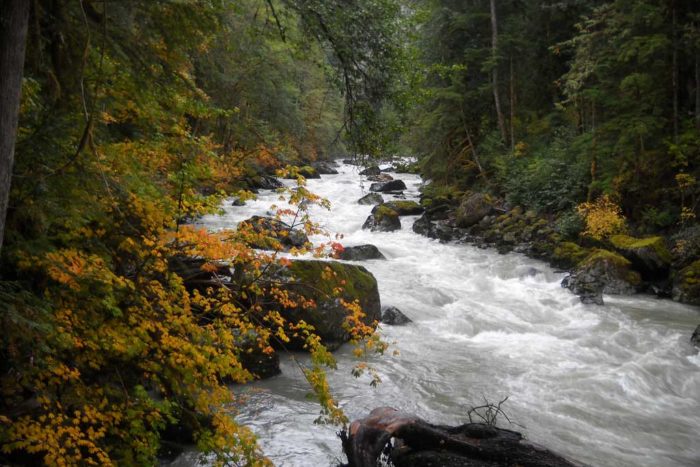 Nooksack River American Rivers   Autumn Nooksack Jenr Web 700x467 