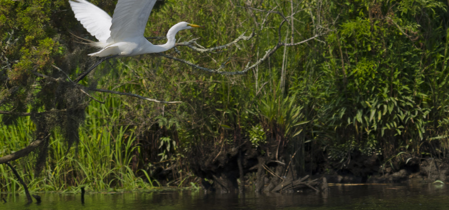 Sc Dnr River Maps Ashley River Blue Trail Map Released - American Rivers