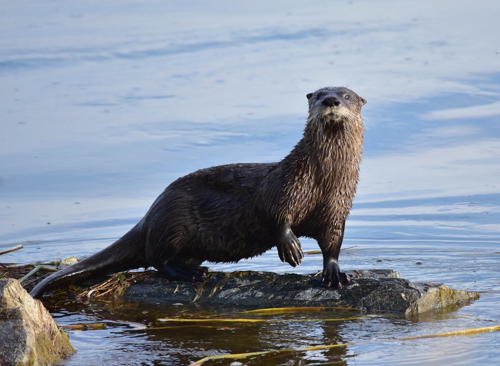Significant Otter by Chuck Weber | Art Lounge