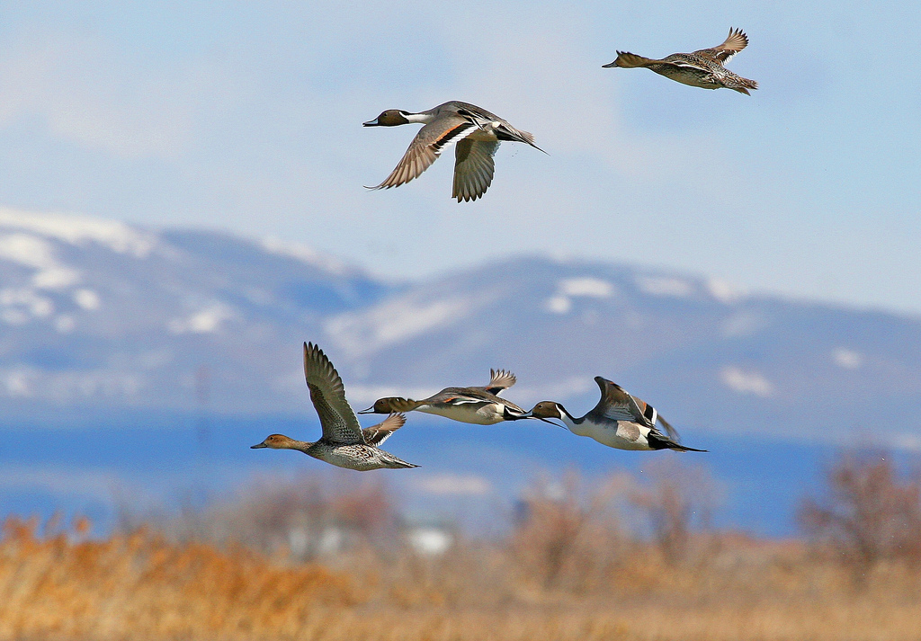 Northern Pintail, Bear River, UT | Photo Credit: J. Kelly, US Fish and Wildlife Service