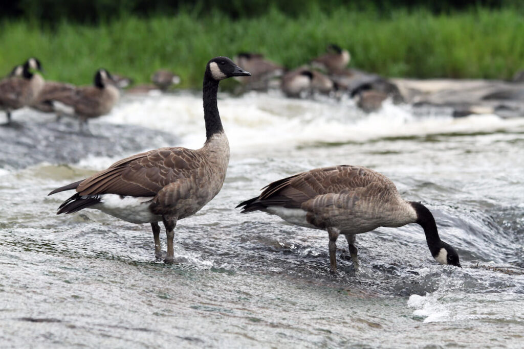 A flock of geese feed in the free-flowing river at the site of the old Milburnie Dam in Raleigh | Photo by Vail Stewart Rumley