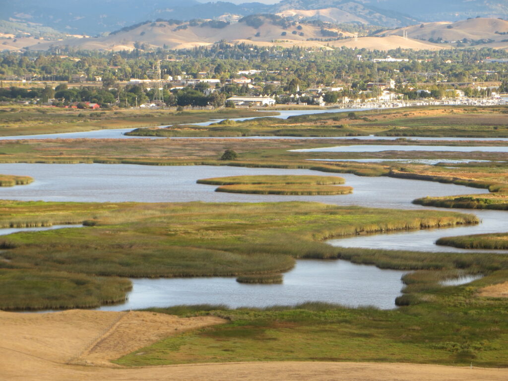 California Tidal Marsh | Photo by Peter Moyle, UC Davis