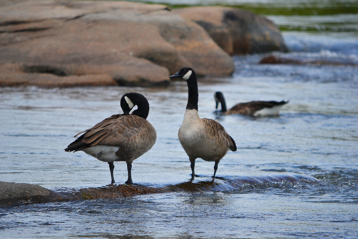 Canada Geese: What's their deal? -