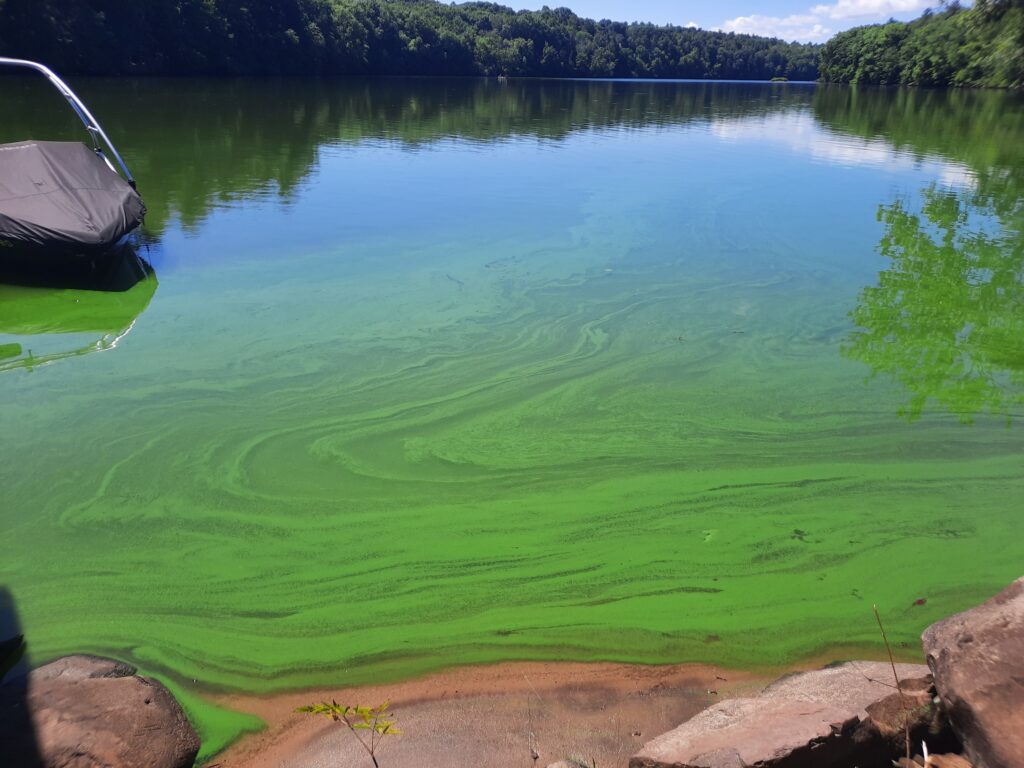 Algae Blooms on the Farmington River, Connecticut | Farmington River Watershed Association