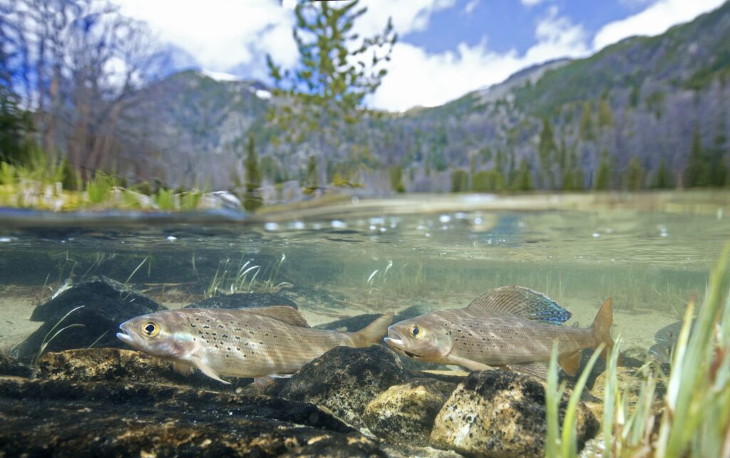 Big Hole River, Montana | Pat Clayton