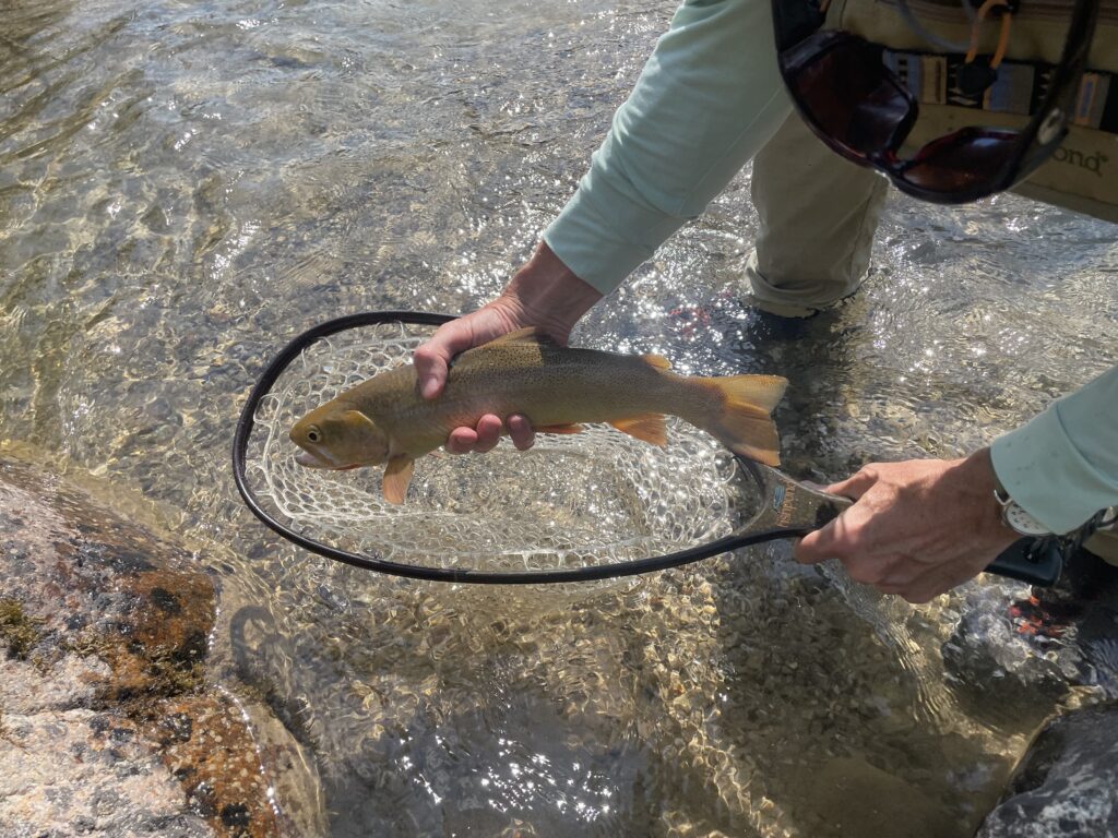 Snake River Fine Spotted Cutthroat, Wyoming | Steve White