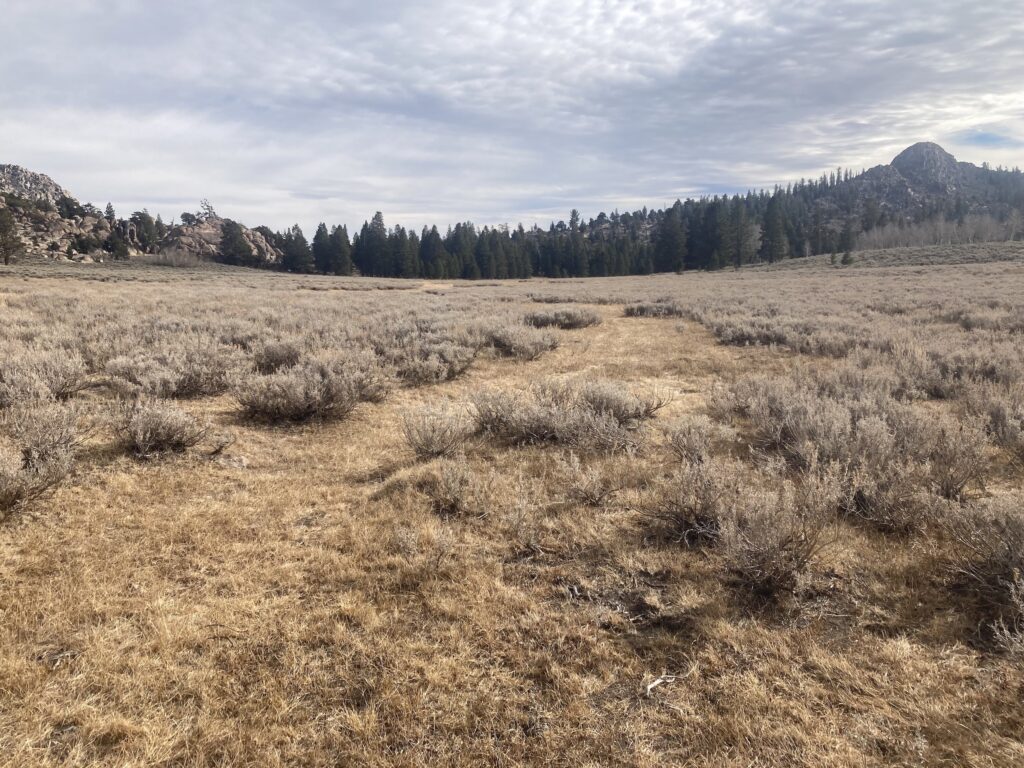 Dewatered vegetation at Grouse Meadow | Julie Fair