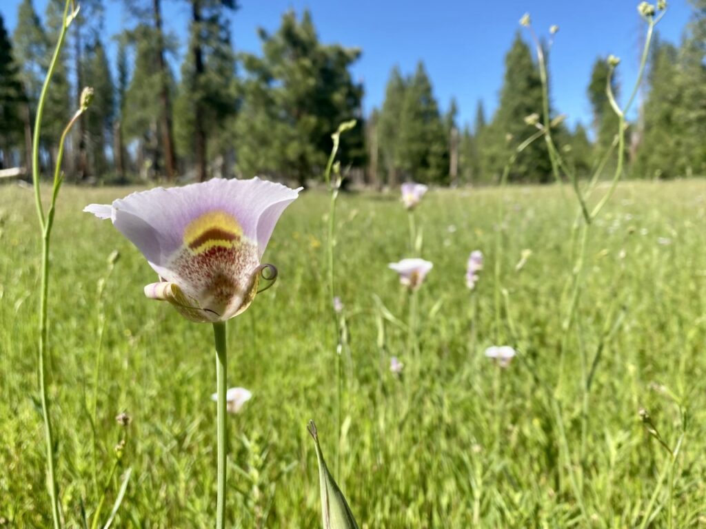 A Mariposa lily at Ackerson Meadow, California | Melissa Steller, Yosemite National Park 