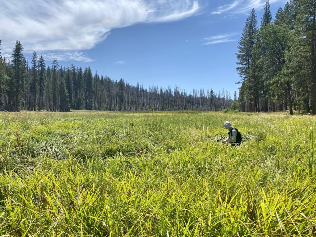 Seed collection for revegetation at Ackerson Meadow | Melissa Steller, Yosemite National Park