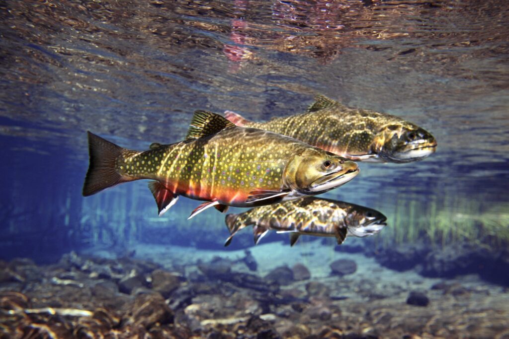 In Pennsylvania we’re spearheading the removal of 10 dams on streams crucial for brook trout and other wildlife species. Our goal is to create an interconnected stream network spanning 190 miles, providing sanctuary to forage, spawn, and rear young. Brook Trout | Pat Clayton