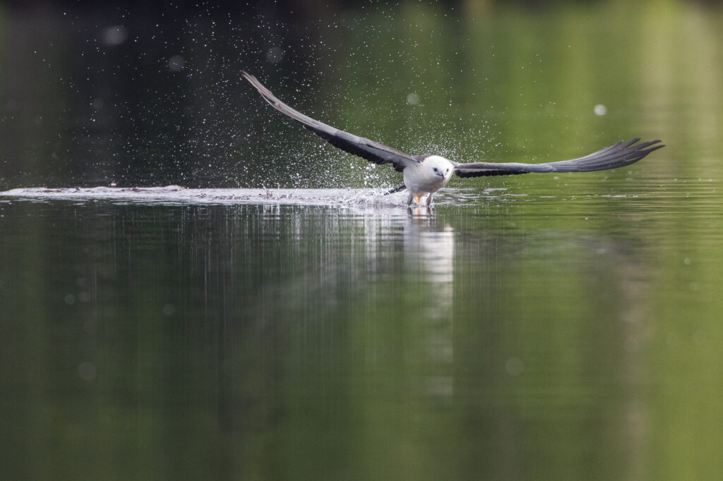 Everglades, Florida | Mac Stone