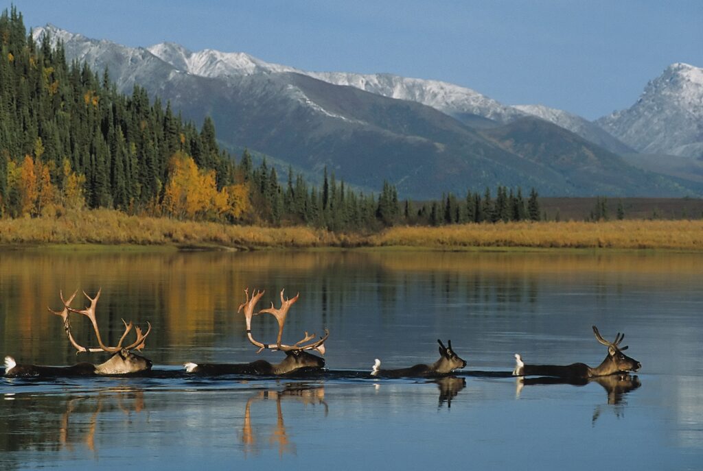 Kobuk River, Alaska | Nick Jans