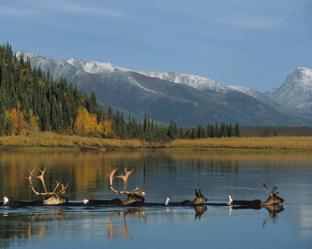 Kobuk River, Alaska | Nick Jans