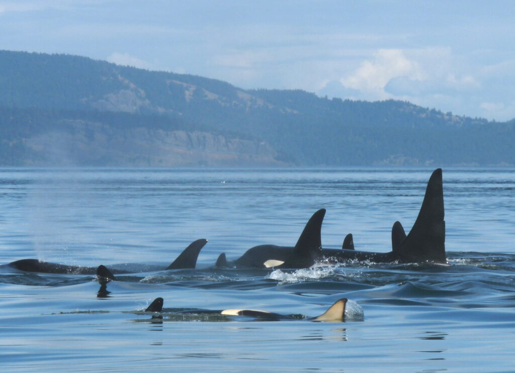 Southern Resident Orcas | Howard Garrett, Orca Network