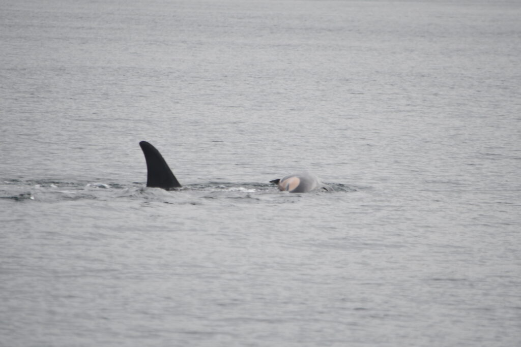 Endangered Southern Resident Orca, PNW, Tahlequah and dead calf | NOAA