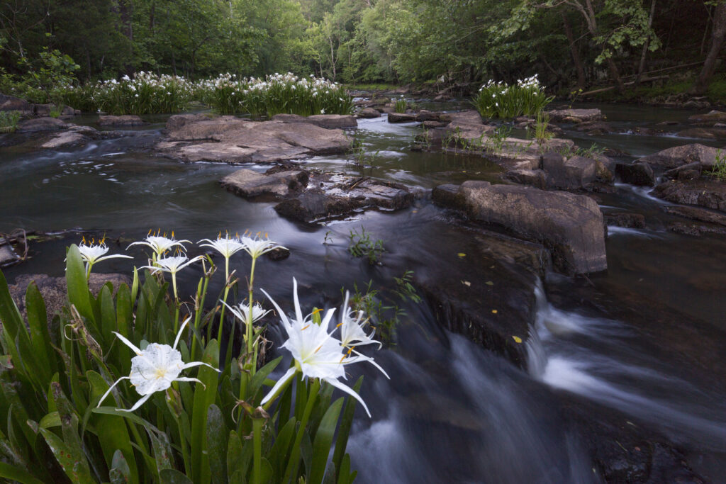 Stevens Creek, South Carolina | Mac Stone