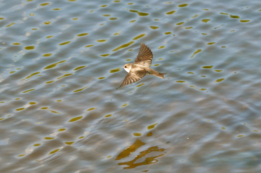 Bank Swallow | Putneypics