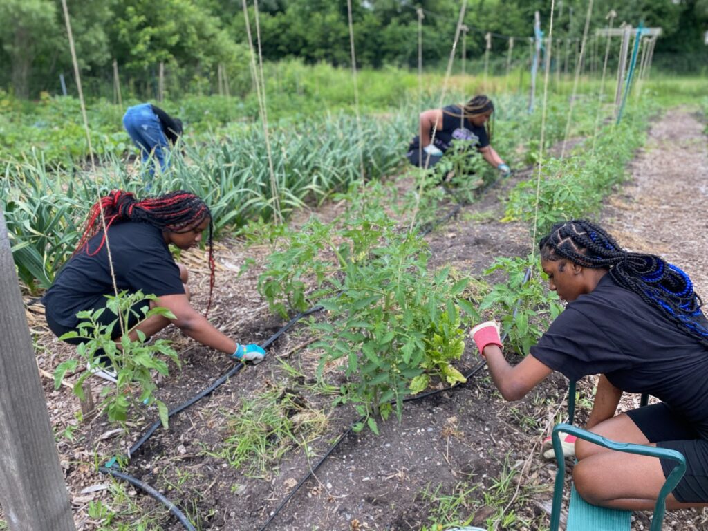 Kids working in the garden at NuAg – the youth-led urban agricultural program, 2023