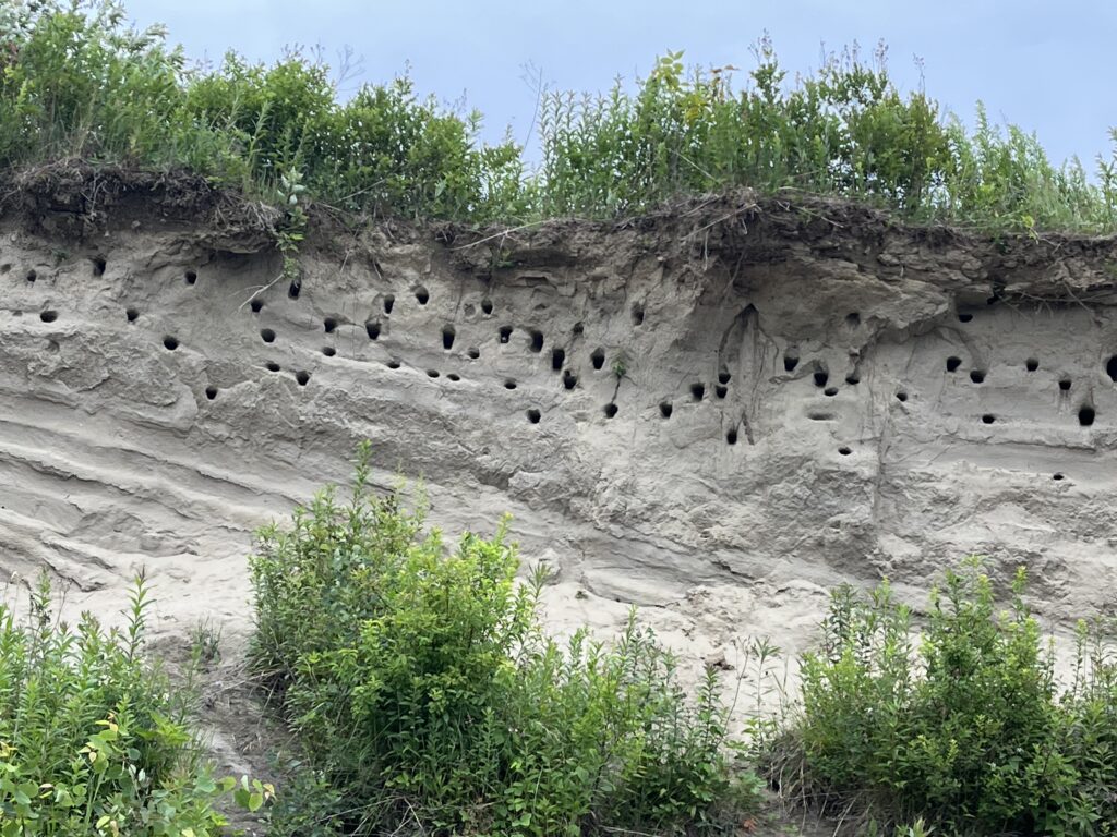 Bank Sparrow Nests on the Connecticut River | Andy Fisk